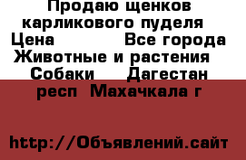 Продаю щенков карликового пуделя › Цена ­ 2 000 - Все города Животные и растения » Собаки   . Дагестан респ.,Махачкала г.